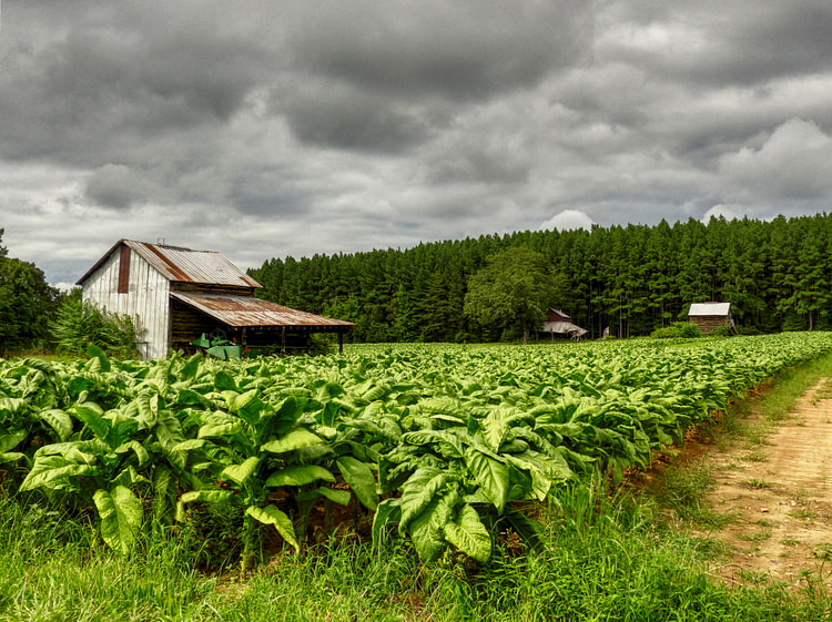 Tobacco Field