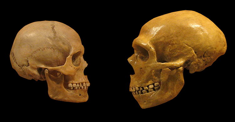 Homo Sapiens & Neanderthal Skulls