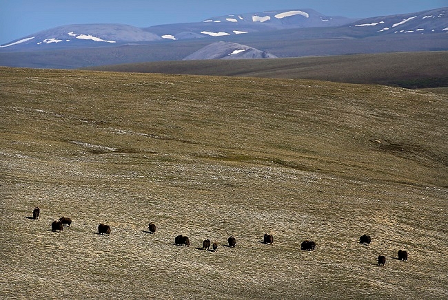 Muskox on the Tundra