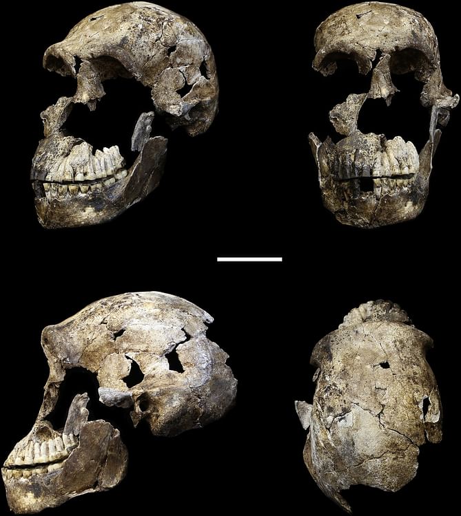 Homo Naledi Skull