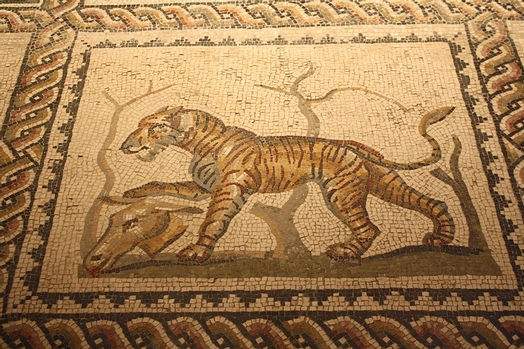 Tiger Mosaic, Tarentum